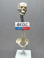 Модель "Позвоночник с черепом и тазом" - fgospostavki.ru - Челябинск