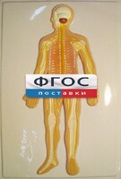 Модель барельефная "Нервная система человека" - fgospostavki.ru - Челябинск
