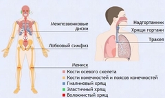 Интерактивные курсы. Биология 9 класс. Базовый. - fgospostavki.ru - Челябинск