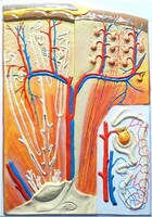 Модель барельефная "Почка" (макро-микростроение) - fgospostavki.ru - Челябинск