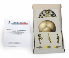 Модель-аппликация "Типы соединения костей" (набор из 7 карт) - fgospostavki.ru - Челябинск