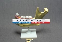 Модель "Челюсть разборная" - fgospostavki.ru - Челябинск