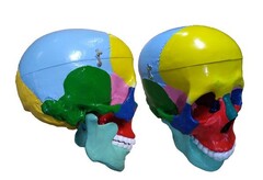 Модель "Череп" (с раскрашенными костями) - fgospostavki.ru - Челябинск