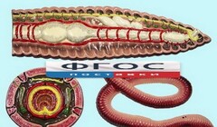 Модель барельефная "Внутреннее строение дождевого червя" - fgospostavki.ru - Челябинск