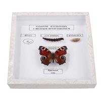 Коллекция энтомологическая "Развитие насекомых с полным превращением" - fgospostavki.ru - Челябинск