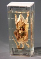 Влажный препарат "Внутреннее строение крысы" - fgospostavki.ru - Челябинск