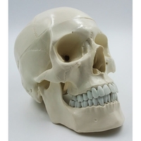 Модель "Череп" (белый) - fgospostavki.ru - Челябинск