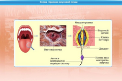 Интерактивные курсы. Биология 10 класс. Базовый. - fgospostavki.ru - Челябинск