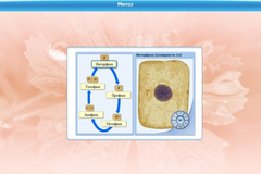 Интерактивные курсы. Биология 6 класс. Базовый - fgospostavki.ru - Челябинск