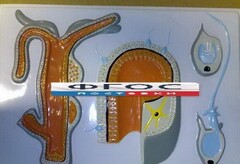 Модель барельефная "Внутреннее строение гидры" - fgospostavki.ru - Челябинск