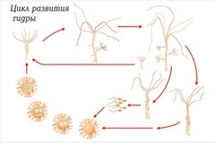 Модель-аппликация Строение и цикл развития гидры - fgospostavki.ru - Челябинск