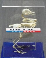 Скелет голубя - fgospostavki.ru - Челябинск