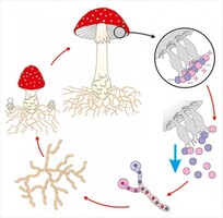 Модель-аппликация Размножение шляпочного гриба - fgospostavki.ru - Челябинск