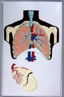 Модель барельефная "Строение легких" - fgospostavki.ru - Челябинск