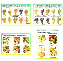 Плакаты ПРОФТЕХ "Ассортимент плодово-ягодных культур" (19 пл, винил, 70х100) - fgospostavki.ru - Челябинск