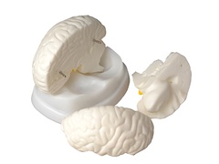 Модель мозга в разрезе - fgospostavki.ru - Челябинск