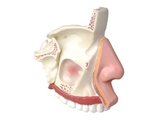 Модель носа в разрезе - fgospostavki.ru - Челябинск