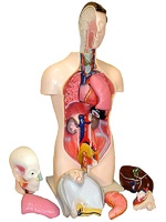 Торс человека разборный (42 см.) - fgospostavki.ru - Челябинск