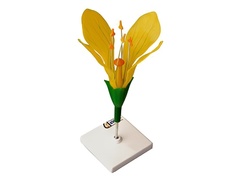 Модель цветка капусты - fgospostavki.ru - Челябинск