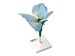 Модель цветка гороха - fgospostavki.ru - Челябинск