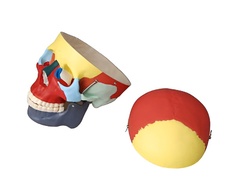 Модель "Череп человека с раскрашенными костями" - fgospostavki.ru - Челябинск