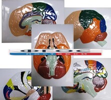 Модель барельефная "Доли, извилины, цитоархитектонические поля головного мозга" (5 планшетов) - fgospostavki.ru - Челябинск