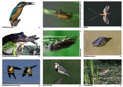 Комплект таблиц Природные зоны России. Сообщества (комплект 18 таблиц) - fgospostavki.ru - Челябинск