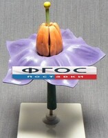 Модель "Цветок картофеля" - fgospostavki.ru - Челябинск