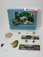 Коллекция "Раковины моллюсков" - fgospostavki.ru - Челябинск