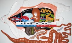 Модель барельефная "Внутреннее строение кролика" - fgospostavki.ru - Челябинск