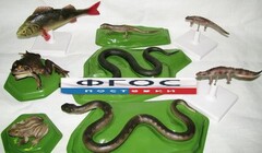 Комплект моделей "Позвоночные животные" (8 штук) - fgospostavki.ru - Челябинск