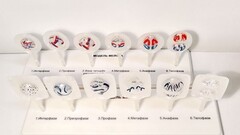 Модель "Митоз и мейоз клетки" - fgospostavki.ru - Челябинск