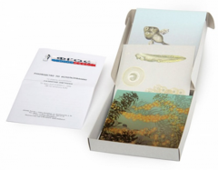 Модель-аппликация "Развитие лягушки" (набор из 10 карт) - fgospostavki.ru - Челябинск