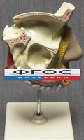 Модель "Разрез носоглотки" - fgospostavki.ru - Челябинск