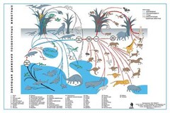 Комплект таблиц "Эволюция движений позвоночных животных" - fgospostavki.ru - Челябинск