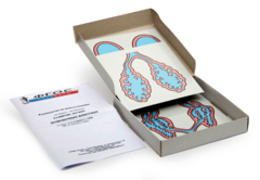 Модель-аппликация "Развитие легких позвоночных животных" (набор из 5 карт) - fgospostavki.ru - Челябинск