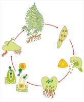 Модель-аппликация Размножение папоротника - fgospostavki.ru - Челябинск