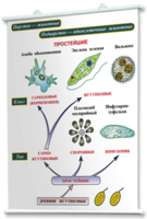 Плакаты по биологии для оформления кабинета. - fgospostavki.ru - Челябинск