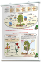 Плакаты по природоведению 2-3 классы. Для оформления кабинета. - fgospostavki.ru - Челябинск