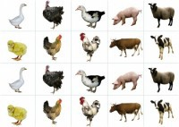 Комплект карточек "Запоминай, играй, считай" - Домашние животные - fgospostavki.ru - Челябинск