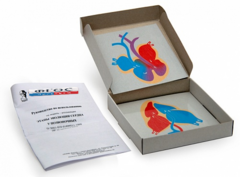 Модель-аппликация "Этапы эволюции сердца у позвоночных" (набор из 4 карт) - fgospostavki.ru - Челябинск