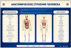 Электрифицированный стенд-тренажер c макетом скелета "Анатомическое строение человека" - fgospostavki.ru - Челябинск