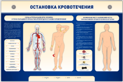 Электрифицированный стенд-тренажер "Остановка кровотечения" - fgospostavki.ru - Челябинск