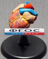 Модель "Сердце" (лабораторная) - fgospostavki.ru - Челябинск