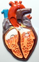 Модель барельефная "Строение сердца человека" - fgospostavki.ru - Челябинск