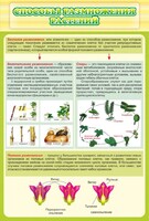 Стенд "Способы размножения растений" - fgospostavki.ru - Челябинск