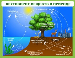 Стенд "Круговорот веществ" - fgospostavki.ru - Челябинск