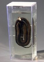 Влажный препарат "Уж" - fgospostavki.ru - Челябинск