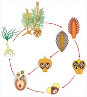 Модель-аппликация Размножение сосны - fgospostavki.ru - Челябинск