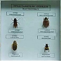 Коллекция энтомологическая "Представители отряда насекомых" - fgospostavki.ru - Челябинск